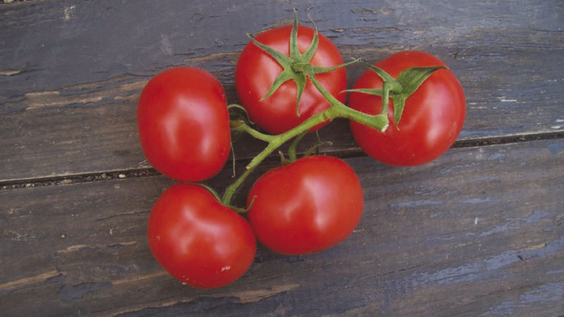 TOMATE POUDRE STD SS E551