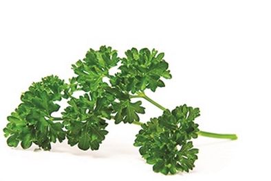 Parsley powder DC F